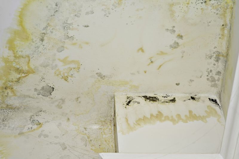 Mold Treatment Service in Frisco, TX
